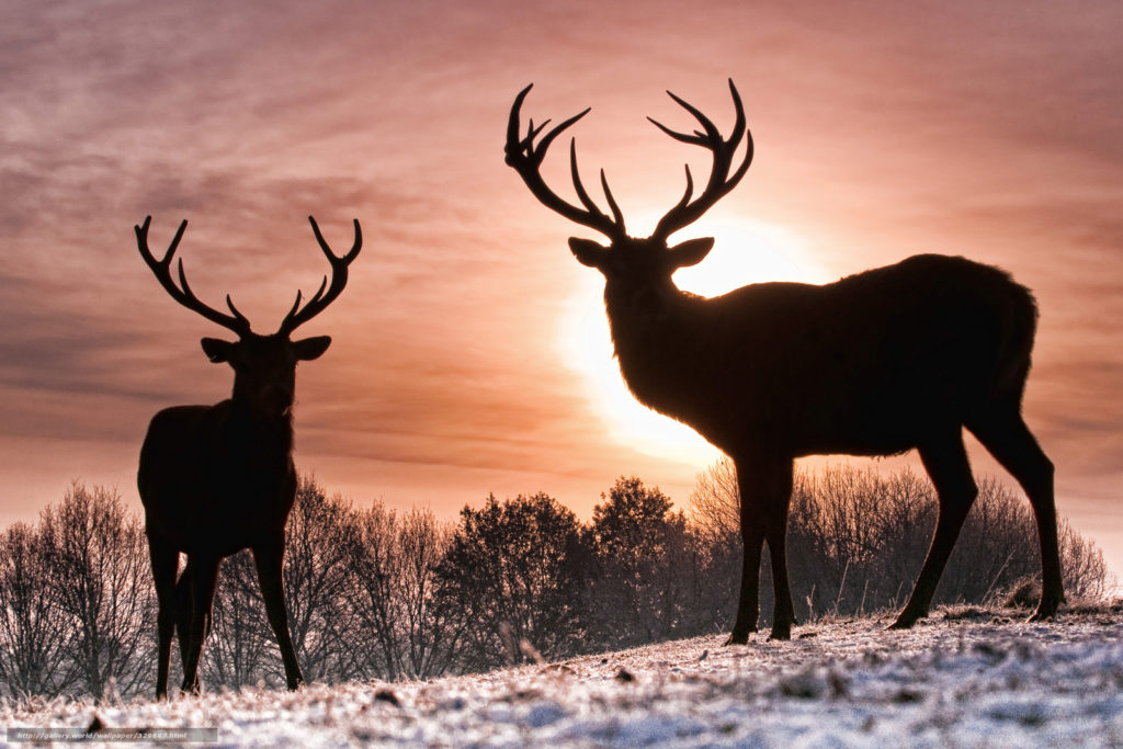 deer hunter 2017 free download